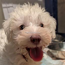 AVAILABLE AKC white boy 2 (red collar) - White male Miniature Schnauzer puppy in Greencastle, Indiana from Tiny Tushy Lodge