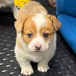 Blizzard - Fawn merle male American Corgi puppy in Coopersville, Michigan from Corgi Love Tales