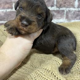 Sully - Liver male Miniature Schnauzer puppy in Lufkin, Texas from C&K’s Schnauzer House
