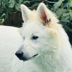 Octavia Rose - Berger Blanc Suisse