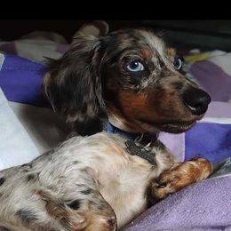 CKC - JUDE - Dachshund