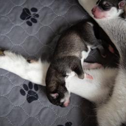 Siberian Husky Puppies from Ivie Huskies