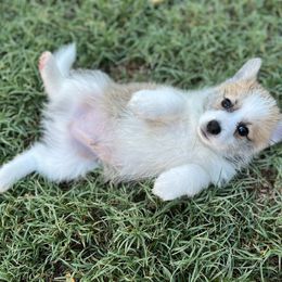 Companion Cross Puppies from Chilipoms