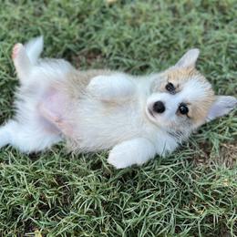 Companion Cross Puppies from Chilipoms