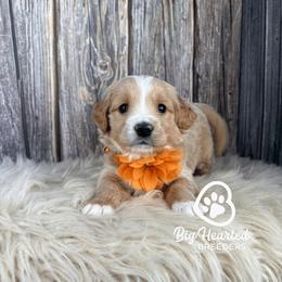 Florence - Cream female Companion Cross puppy in Utah County, Utah from Big Hearted Breeders