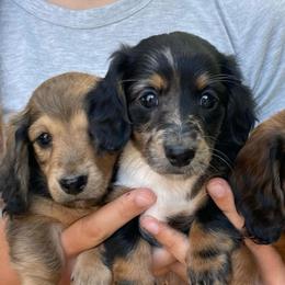 Raven - Dapple female Dachshund puppy in High Hill, Missouri from High Hill Hounds