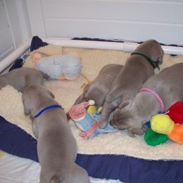 Weimaraner Puppies from Gray Matter Kennels
