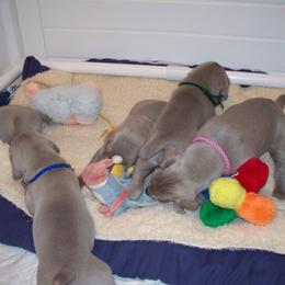 Weimaraner Puppies from Gray Matter Kennels