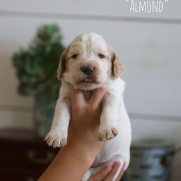 Girl 1 - Lemon roan female English Cocker Spaniel puppy in New Mexico from HighBrassGunDogs