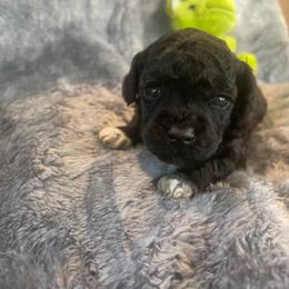 Boots - Black male Poodle puppy in Bee Branch, Arkansas from Scroggins Creek Doodles