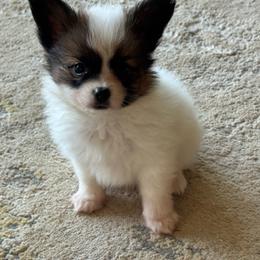 Ava's Boy - White and sable male Papillon puppy in Shirley, Arkansas from Lucky Pups