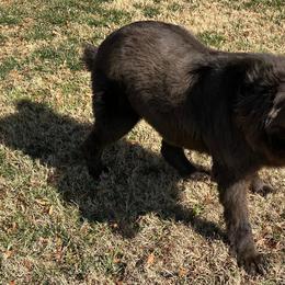 Storm - Newfoundland