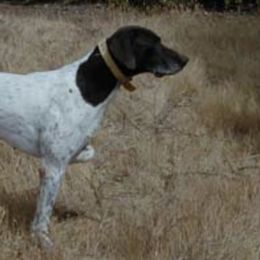 German Shorthaired Pointers from English Oaks