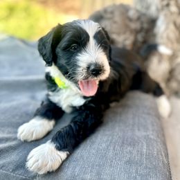 Fae - Black and white female Bernedoodle puppy in Springville, Utah from Oodles of Bernedoodles