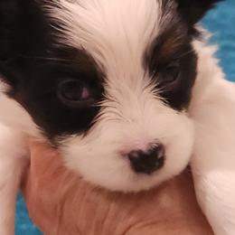 Papillon Puppies from Leslie's Papillons