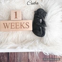 Cuba - Black female Goldendoodle puppy in from Pink Poodles and Doodles