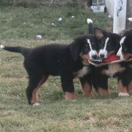 Bernese Mountain Dog Puppies from Emerald Acres Bernese