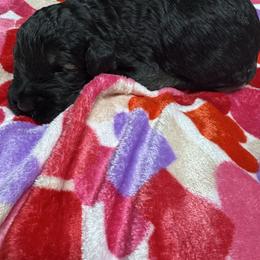 Male 1 - Black male Giant Schnauzer puppy in Pearland, Texas from K & S Schnauzers