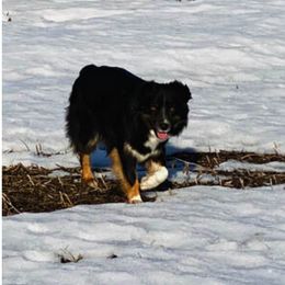 Australian Shepherd and Miniature American Shepherd All Grown Up from Whispering Valley Miniature American Shepherds and Australian Shepherds