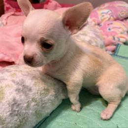 Rose - Cream and white female Chihuahua puppy in Amity, Pennsylvania from Rhoda and Verna