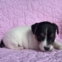 Girl 2 - Tri-color female Jack Russell Terrier puppy in Robstown, Texas from Smokin Pistol Jack Russell Terriers