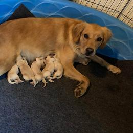 Golden Retriever puppies from Golden Retriever Street