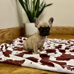 Buddy, Ready Now - Fawn male French Bulldog puppy in Upper Sandusky, Ohio from Rock Run Homestead