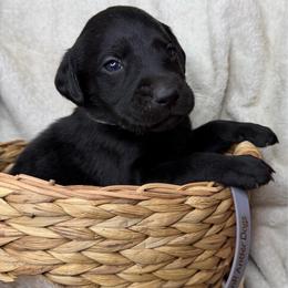 Chase - Black male Labrador Retriever puppy in Grants Pass, Oregon from KnR Antler Dogs ~ Labrador Retrievers & Corgis