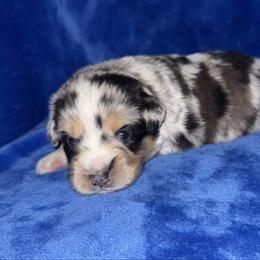 Cowboy - Blue merle male Miniature American Shepherd puppy in Godley, Texas from Bradley Kennels