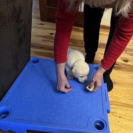 Labrador Retriever Puppies from Armory Labradors