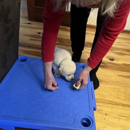 Labrador Retriever Puppies from Armory Labradors