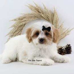 Black Collar Boy - Blenheim male Cavapoo puppy in Republic, Missouri from Red Skye Puppies