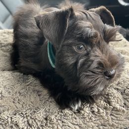 Miniature Schnauzer Puppies from Bar W Schnauzers