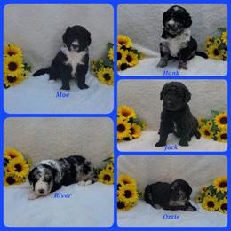 Bernedoodle Puppies from Foothills Family Doodles