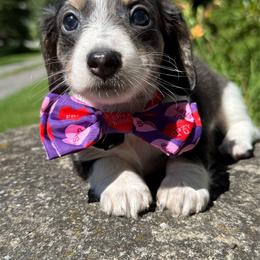 Jade - Piebald female Dachshund puppy in Williamson, New York from Maisy & Meg