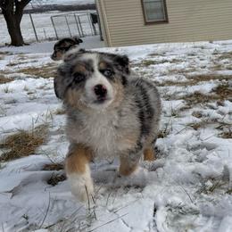Boy 3 - Blue merle male Miniature Australian Shepherd puppy in Ellsworth, Kansas from Flying H Mini Aussies