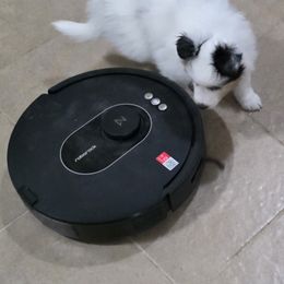 Blizzard - Blue merle white and tan male Shetland Sheepdog puppy in Lake Cumberland Area, Kentucky from Whitehaven Farm Shelties