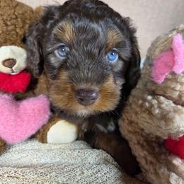 Cheddar - Brown and white male Aussiedoodle puppy in Haleyville, Alabama from The Cuddly Dood Ranch