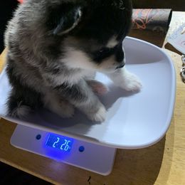Zeus - Black Pomsky puppy in Bronx, New York from DeLeon’s Wolfpack Pomsky’s