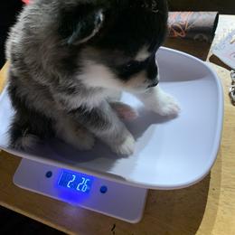 Zeus - Black Pomsky puppy in Bronx, New York from DeLeon’s Wolfpack Pomsky’s
