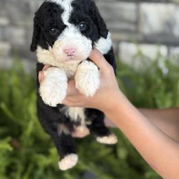 Cyrus - Tri-color male Double Doodle puppy in Millersburg, Ohio from T Sanctum