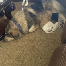Pembroke Welsh Corgi Puppies from Serenity Ann Pups