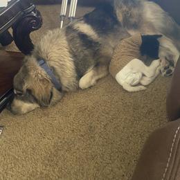 Pembroke Welsh Corgi Puppies from Serenity Ann Pups