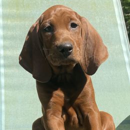 Redbone Coonhound Puppies from Shannon Family Redbone Coonhounds