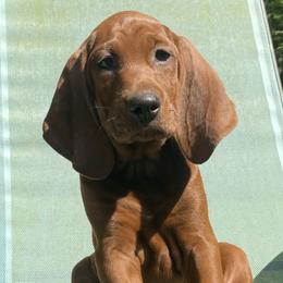 Redbone Coonhound Puppies from Shannon Family Redbone Coonhounds