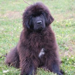 Newfoundlands from Blackstrap Kennels