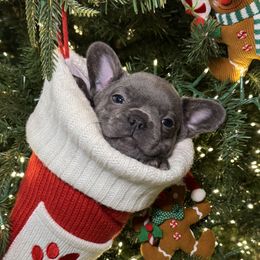 Hobbs - Blue male French Bulldog puppy in Green Bay, Wisconsin from Bleu Steele French Bulldogs