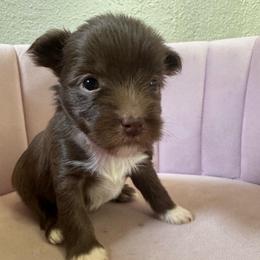 Coco - Chocolate female Chinese Crested puppy in Crook, Colorado from Colorado Cresteds