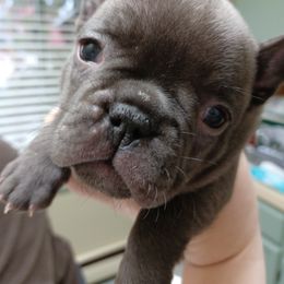 French Bulldog Puppies from Stevi Frenchies