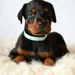 Light blue - Black and rust male Doberman Pinscher puppy in Overton, Texas from Obsidian Kennel